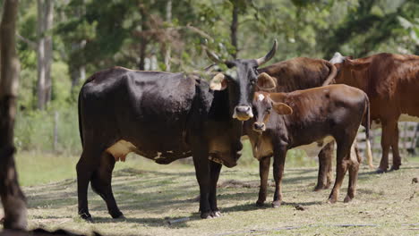 black and brown cows watching in a grassy pasture area under the sunlight.