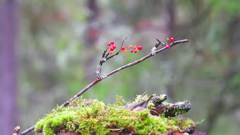 Europäische-Haubenmeise,-Die-In-Einem-Moosigen-Baumstamm-Am-Wald-In-Finnland-Ein--Und-Ausfliegt