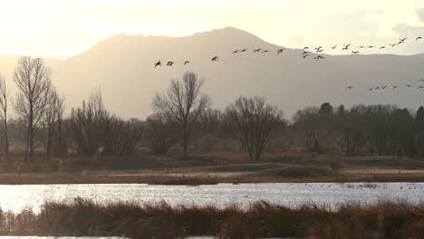 Flock-of-Geese-flying-against-a-background-of-mountains