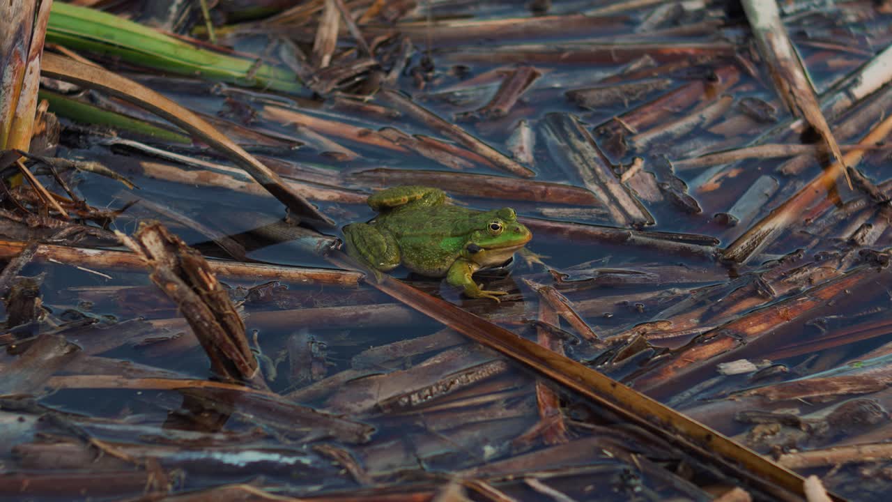 Green frog close up in Plitvice Lakes Croatia sitting among water weeds inflating throat sack, slow motion