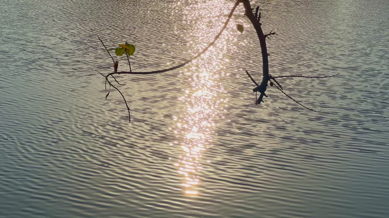Golden sun is reflecting making the light shimmer on the water and creating sparkling light reflection