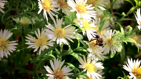 Bee-on-flowers-collecting-pollen-macro-closeup-4