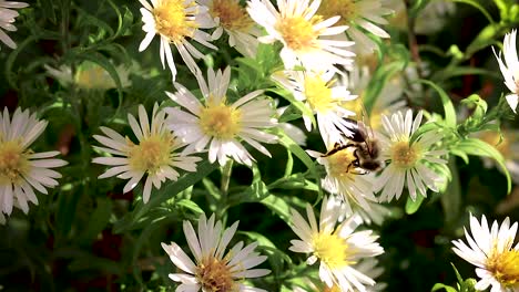 abeja en flores recogiendo polen macro closeup-4