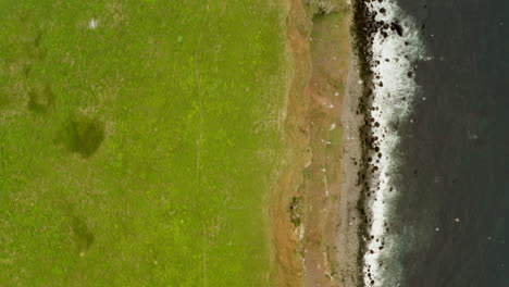 acantilados de hornstrandir islandia y colonia de aves marinas