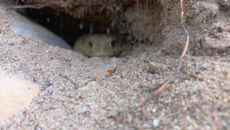 a mayfly sits in front of a toad burrow with a western toad in background