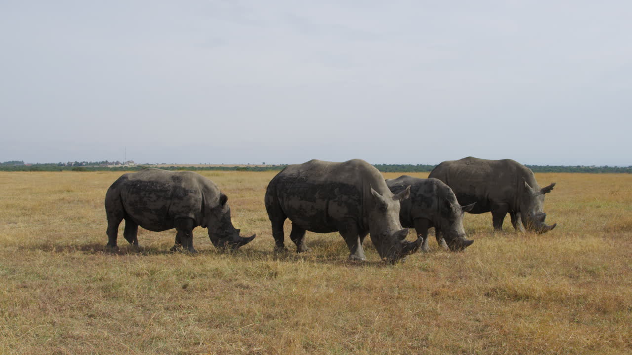 rinocerontes blancos del sur pastando en la conservación de ol pejeta en kenia