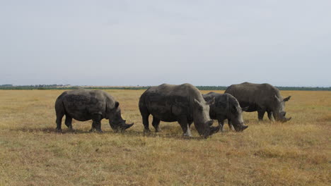 rinocerontes blancos del sur pastando en la conservación de ol pejeta en kenia