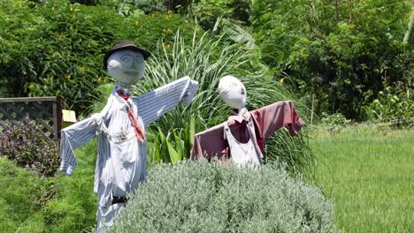 two scarecrows in a sunny garden setting