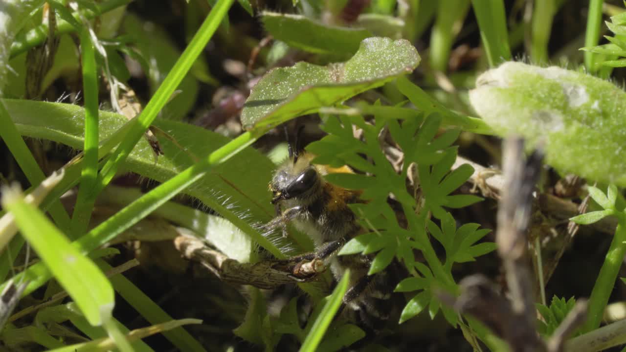 abeja de miel respirando y descansando en la hierba en un día soleado