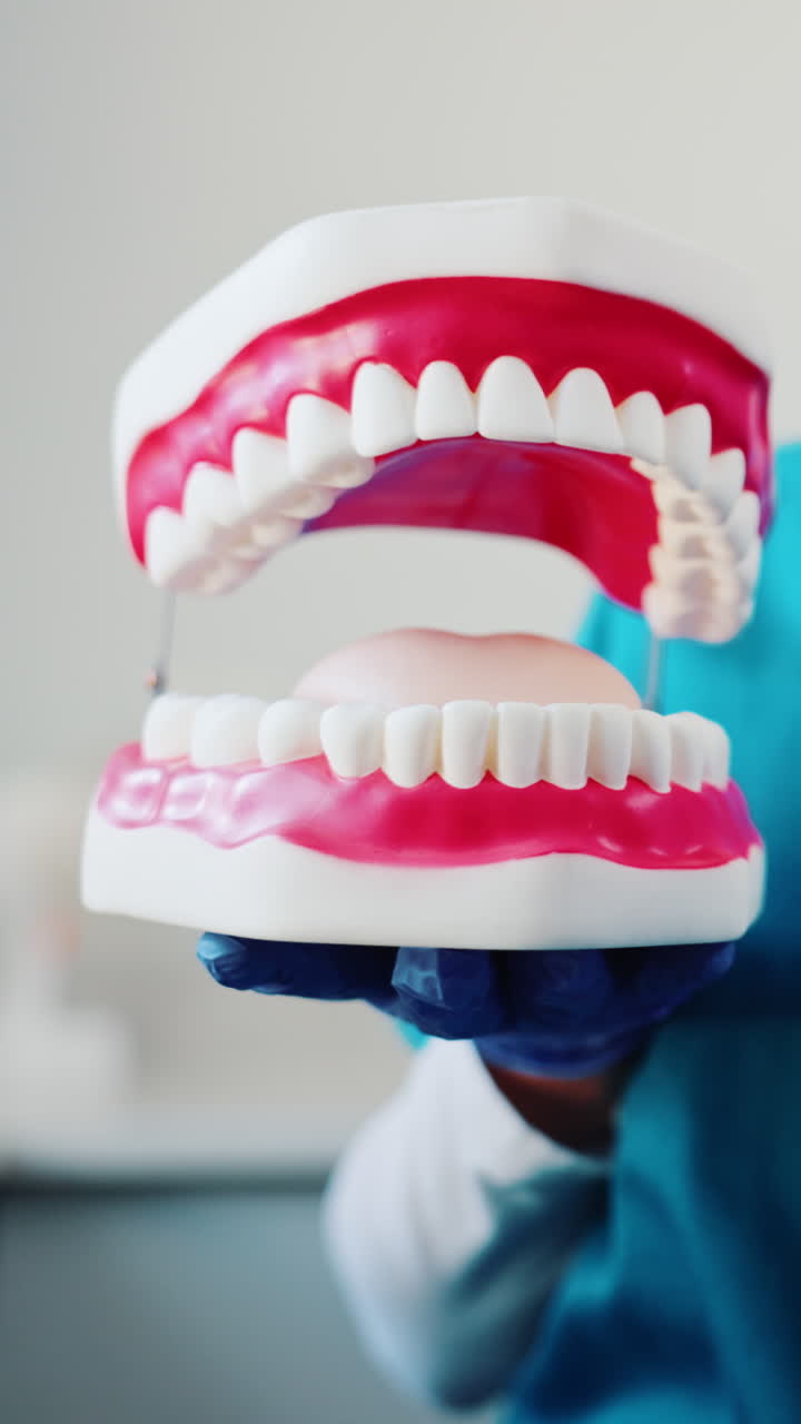 Dentist Holding a Dental Jaw Model with White Teeth and Pink Gums