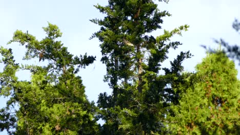 Birds-feed-of-a-tree-like-any-regular-nature-behavior-observed-in-the-wild