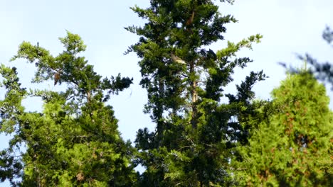 Birds feed of a tree like any regular nature behavior observed in the wild