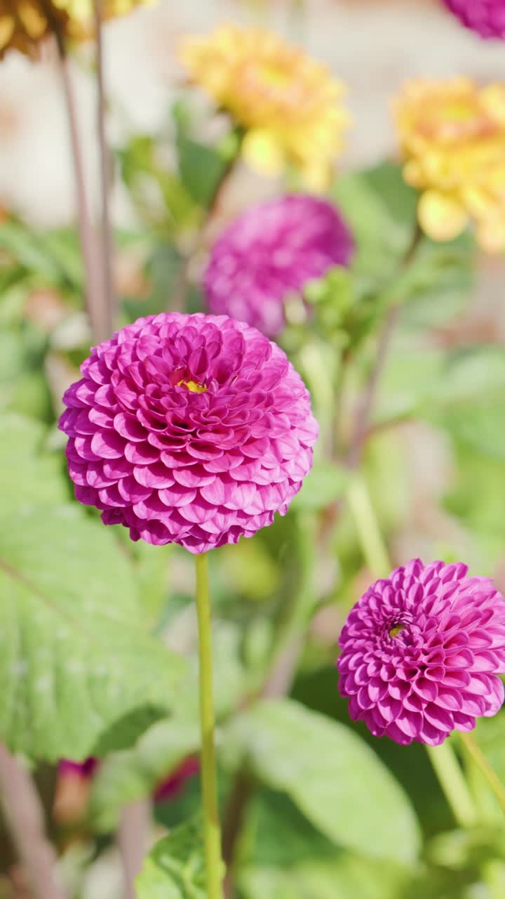 Un'inquadratura verticale di dalie pompon rosa brillante che ondeggiano delicatamente in un giardino soleggiato.