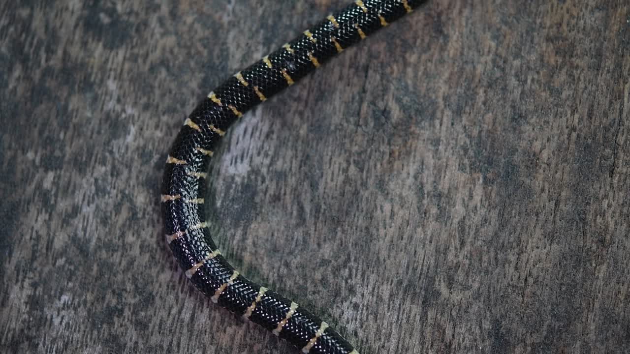 обыкновенная трубкозубая змея, cylindrophis ruffus, лежала на деревянном полу и петляла восьмеркой, развязывая себя и выходя из кадра