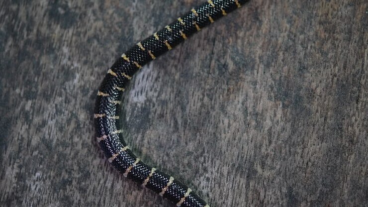 Common Pipe Snake, Cylindrophis ruffus, rested on a wooden floor and looped in a figure of eight knot undoing itself and moving out of the frame