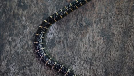 serpiente de tubo común, cylindrophis ruffus, descansaba sobre un piso de madera y se enrollaba en una figura de ocho nudos deshaciéndose y saliendo del marco