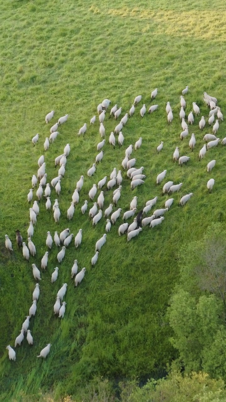 Vista aerea verticale dall'alto con drone di un gregge di pecore che cammina attraverso un lussureggiante campo di pascolo verde