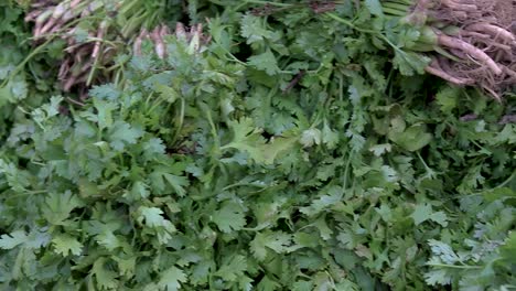 hojas de cilantro orgánico fresco de la granja cerca desde un ángulo diferente