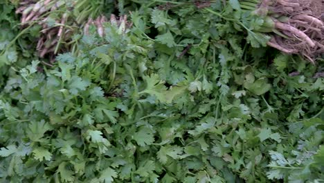 fresh organic coriander leaves from farm close up from different angle