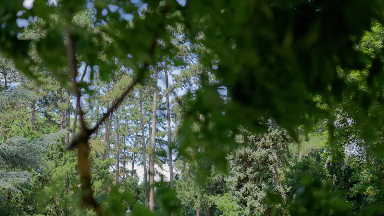 배경 에 있는 공원 에 있는 긴 소나무 들