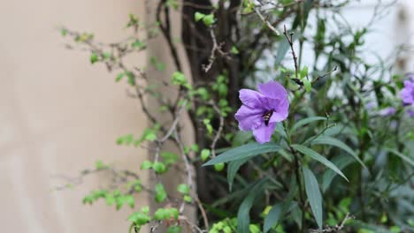 purple flower swaying gently in the wind