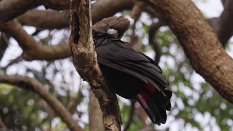 Male-glossy-black-cockatoo-parrot-preening-its-feathers-in-slow-motion