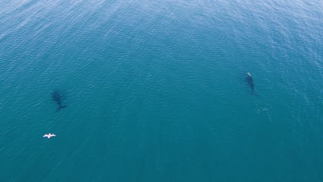 Dos-Ballenas-Nadando-Pacíficamente-Y-Una-Gaviota-Volando-Por-La-Pantalla---Vista-Superior-Aérea