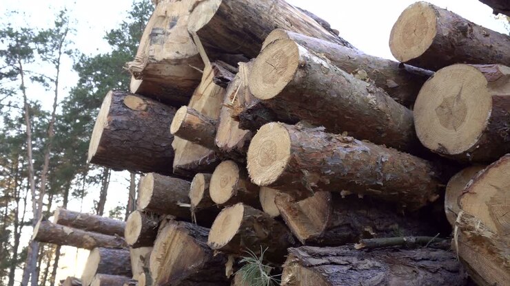 Big pile of timber logs in the forest against the backdrop of a sunset, harvesting timber for export, industry