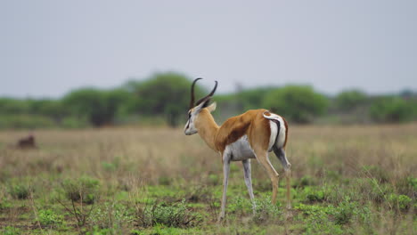 lone springbok on the savannah in central kalahari game reserve, botswana