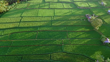 a top-down aerial view of the beautiful green rice fields shot by a drone in bali, indonesia