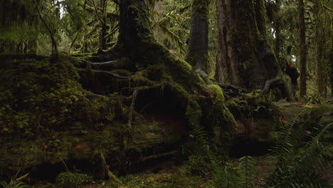 Panning-View-Of-Hoh-Rainforest,-Mossy-Trees-Trunks-and-Lush-Vegetation,-Olympic-National-Park-USA