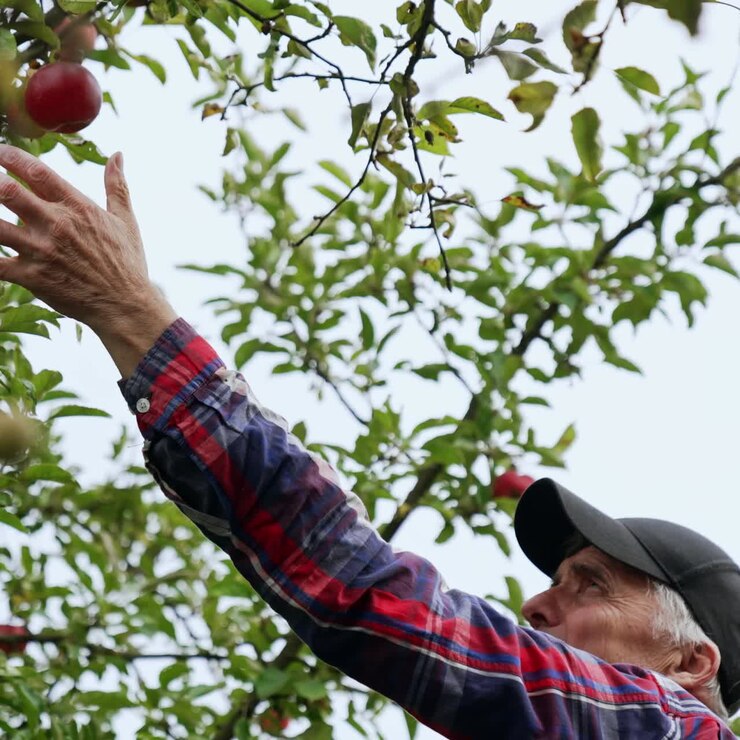 Mature male farmer wearing a cap reaches high to get an apple from a tree. Fruit harvesting season in autumn