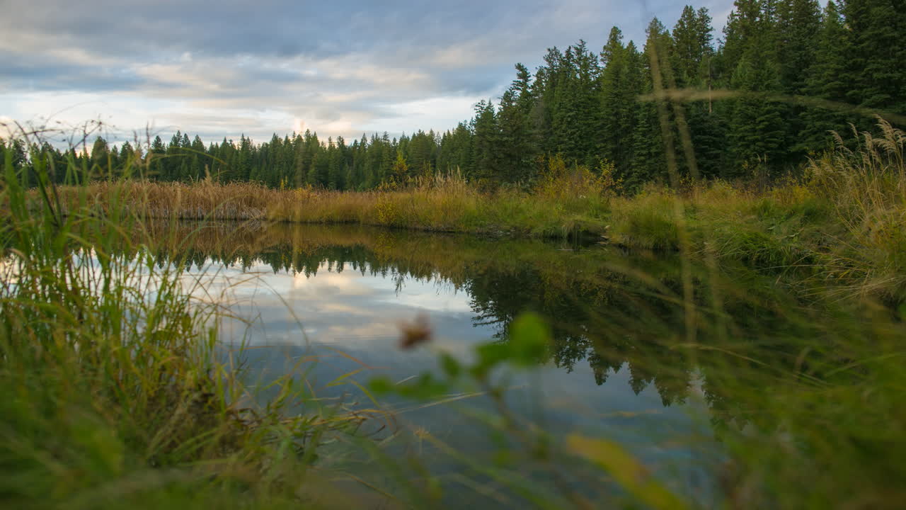 reflekterende dam bevægelige skyer timelapse skov og vildt græs