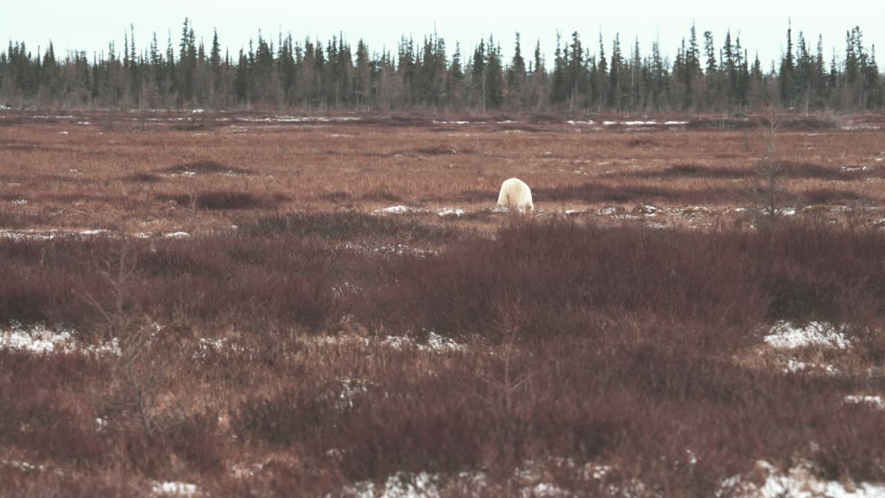 A polar bear mother and cub travel across the sub-arctic tundra near Churchill Manitoba in the autumn as they wait for the water of Hudson Bay to freeze