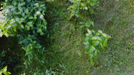 leaves of tea, with people harverting