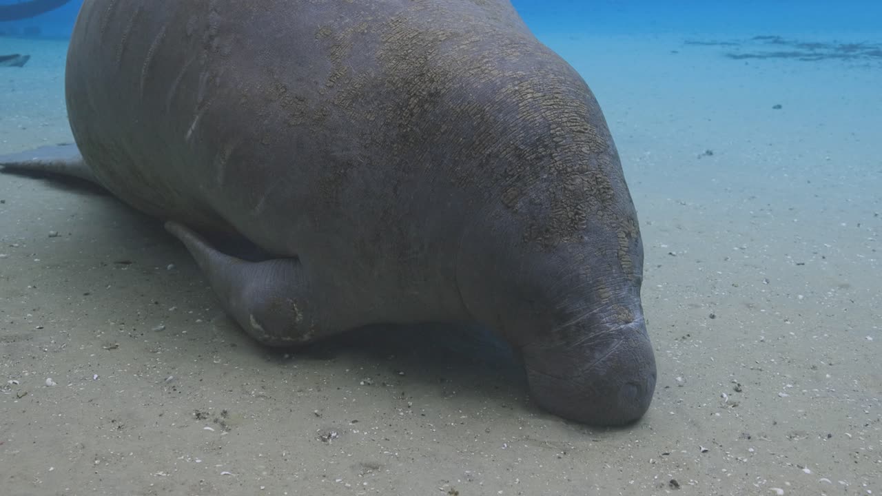 A manatee rests along the sandy spring bottom, its wrinkled body partially buried in the sediment