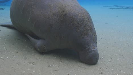 a manatee rests along the sandy spring bottom, its wrinkled body partially buried in the sediment