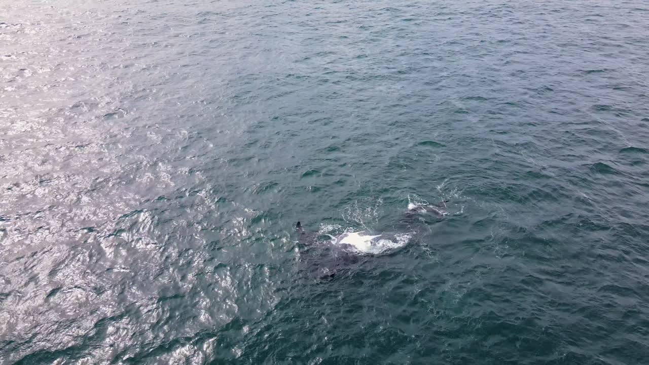 кит, плавающий на спине на поверхности с деформированным ластом, детеныш рядом