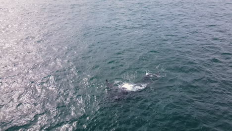 ballena flotando boca arriba en la superficie con la aleta deformada, una cría cerca