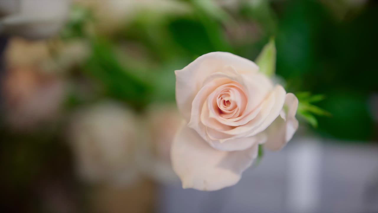 하나의 핑키 flower.mp4의 근접 촬영 샷