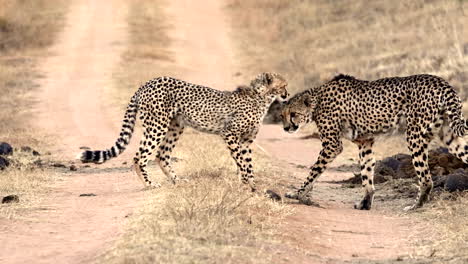 mother cheetah and cub interacting with each other on dirt road, telephoto