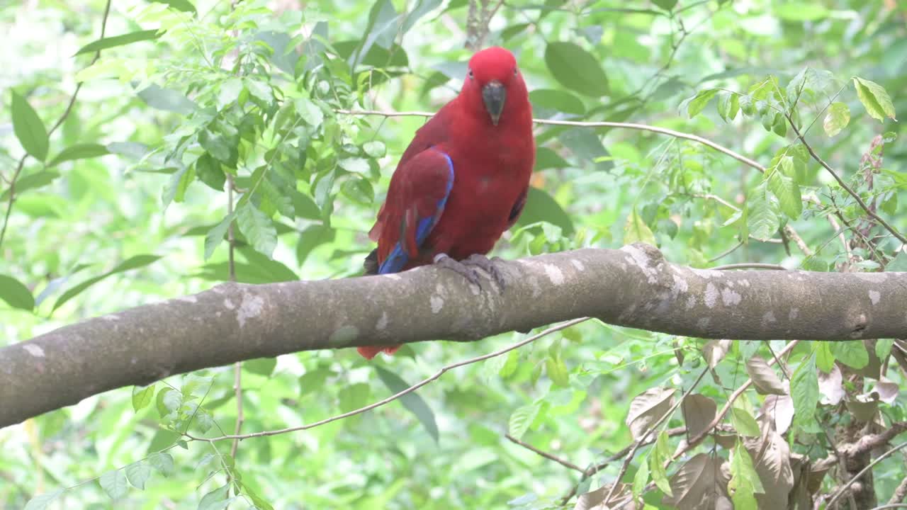 loro colorido sentado en la rama del árbol y mirando a su alrededor, singapore