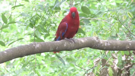 loro colorido sentado en la rama del árbol y mirando a su alrededor, singapore