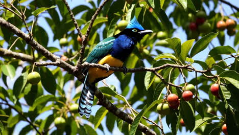 a colorful bird perched on a tree branch with berries
