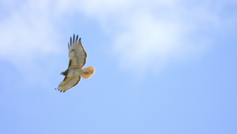 Red-tailed-Hawk-flies-across-the-blue-sky-to-behind-a-tree-in-Malibu,-California