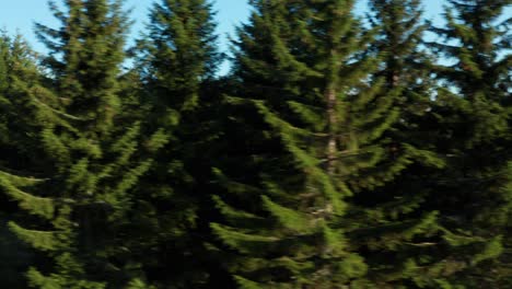 camión aéreo disparó a través de un bosque en la cima de la montaña golija en la cordillera de dinaric en el suroeste de serbia