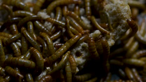 el gusano de la harina es una especie de escarabajo oscuro que se usa para alimentar mascotas como peces, serpientes, pájaros y ranas