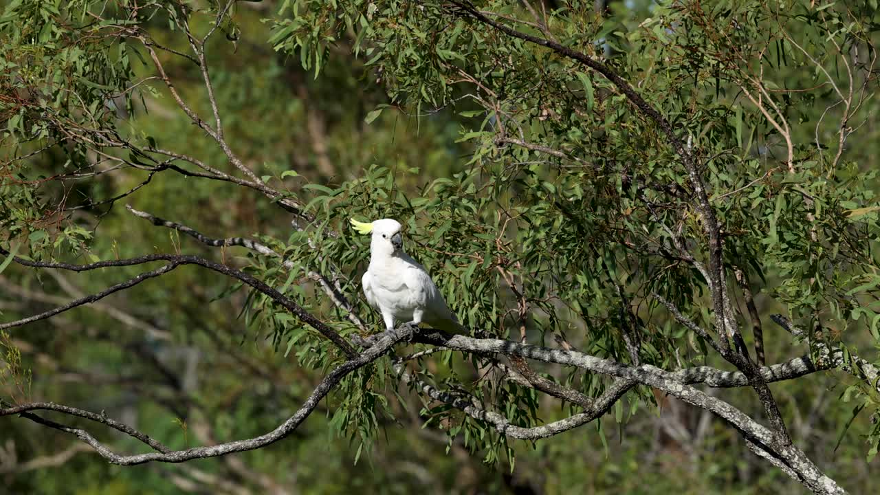 cacahuete posado, moviéndose en una rama de un árbol