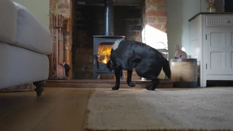 Black-dog-sitting-down-in-front-of-wood-burning-stove