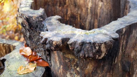 Hollow-Autumn-tree-stump-closeup-seasonal-woodland-leaves-on-forest-floor-dolly-right